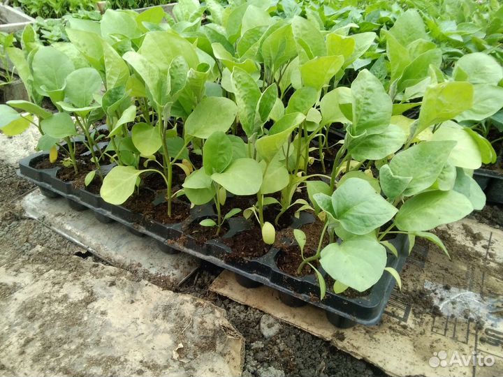 Продаётся рассада