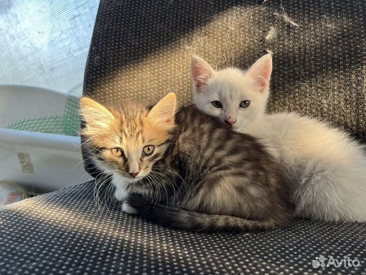Котята в добрые руки девочки