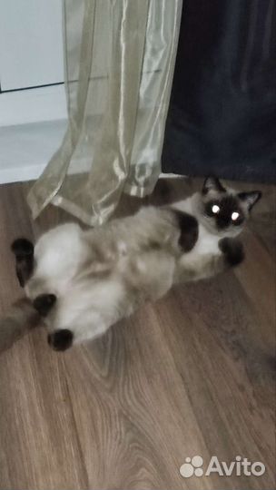 Тайский Кот вязка. Кот ждёт к себе в гости