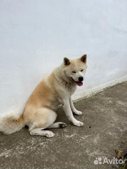 Собака акита ину