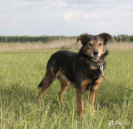 Пёс в добрые руки (хозяин умер)