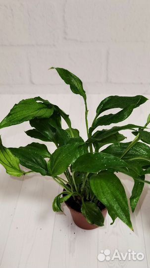 Спатифиллум Шопен, женское счастье