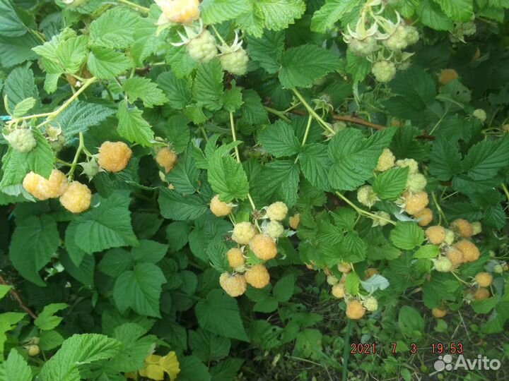 Саженцы малины жёлтой и красной