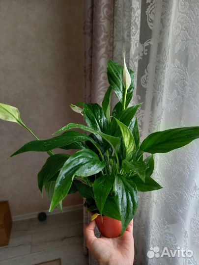 Цветок спатифиллум женское счастье