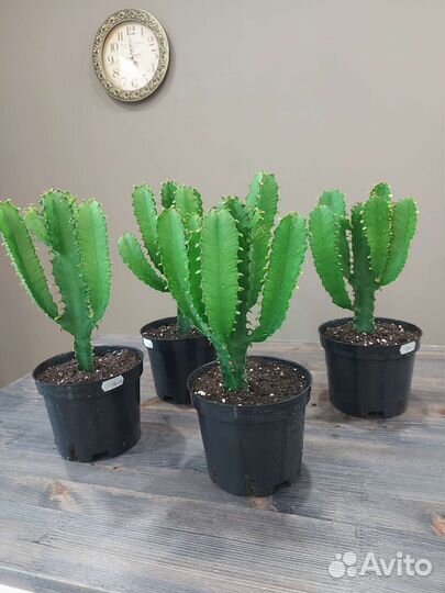 Молочай эуфорбия