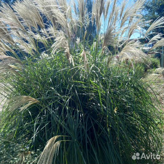 Декоративная трава и кустарники