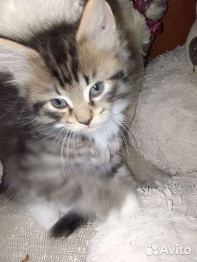 Котенок в дар бесплатно