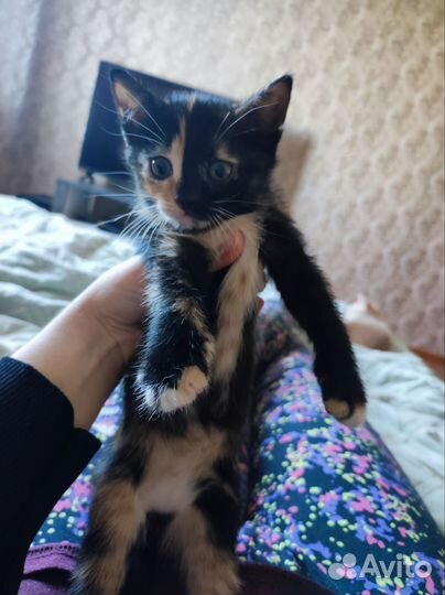 Котята в добрые руки бесплатно