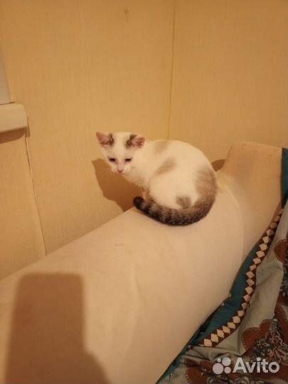 Кошка в дар