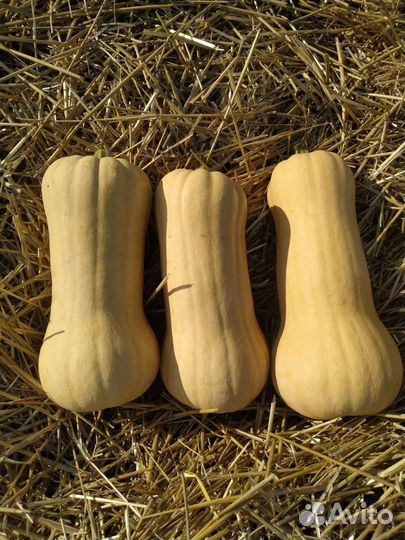 Тыква матильда оптом