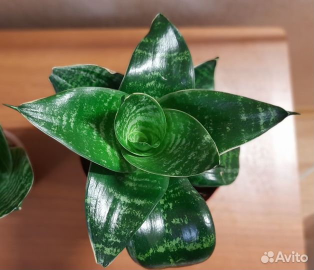 Сансевиерия ханни Гилд Эйдж