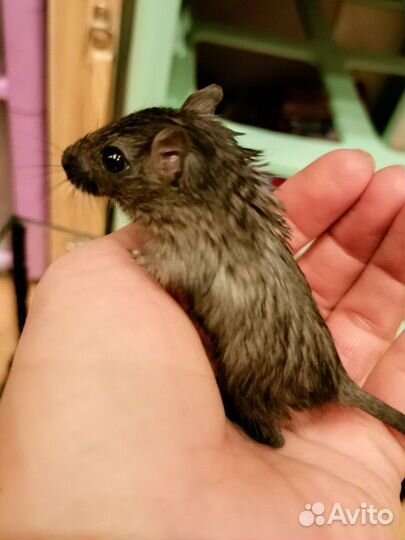 Малыши песчанки