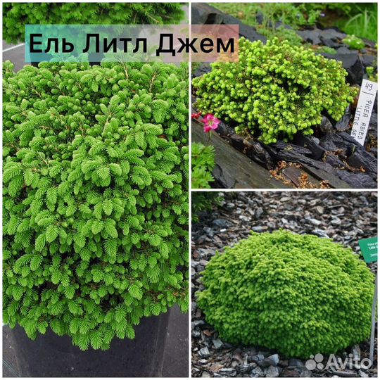 Ель Нидиформис, Литл Джем