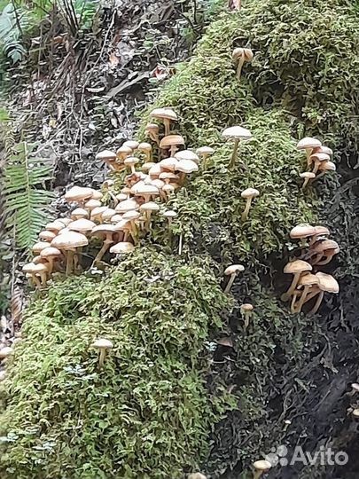 Грибы опята маринованные