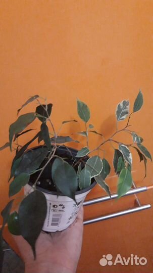 Фикус бенджамина