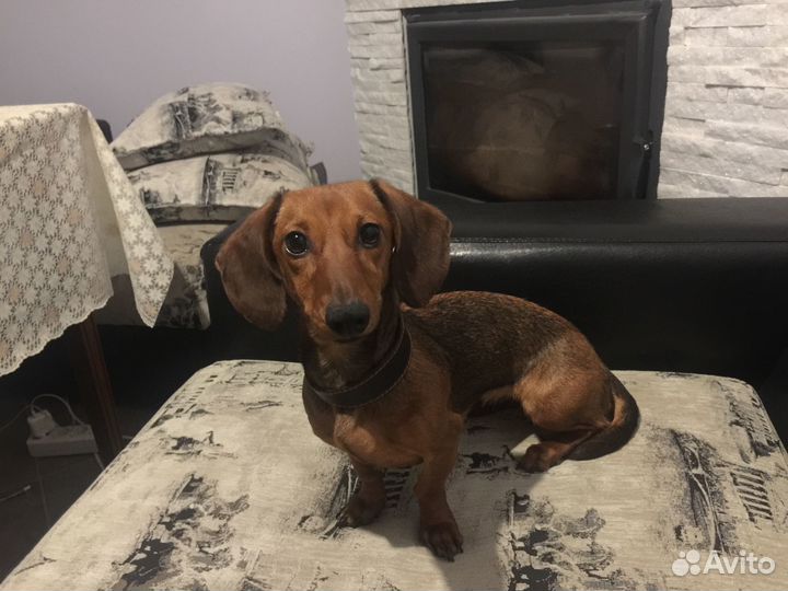 Щенки жесткошерстной карликовой таксы