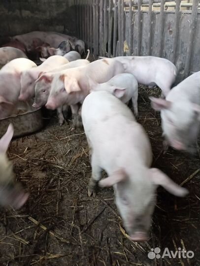 Поросята месячные ландрас-дюрок