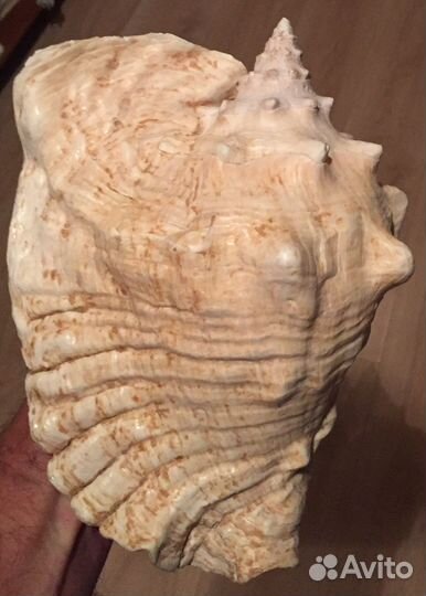 Ракушка раковина морская гигант