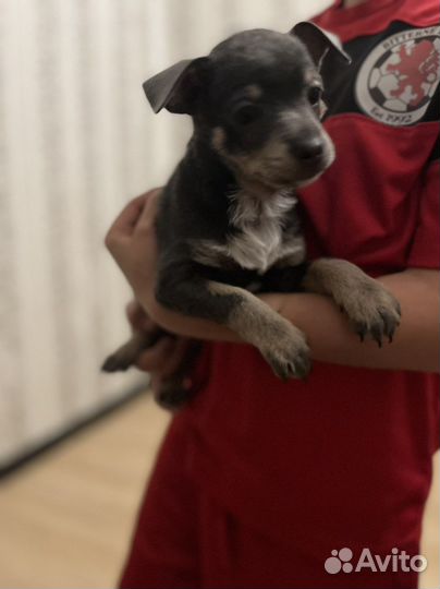 Щенки от маленькой собачки