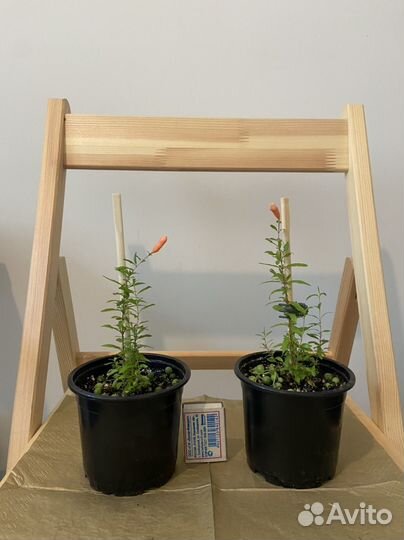 Гранат комнатный