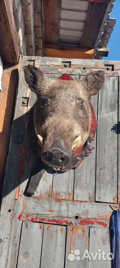 Чучело дикого кабана