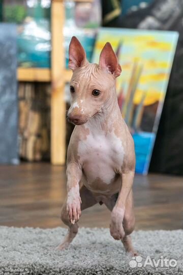 Американский голый терьер