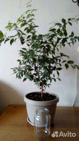 Ацерола или Мальпигия глабра