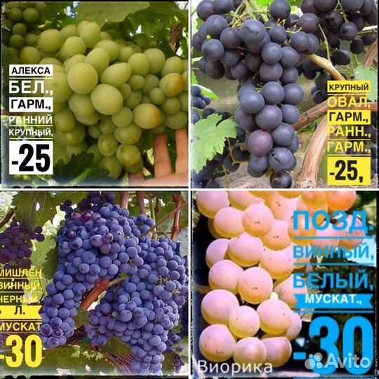 Саженцы не опт