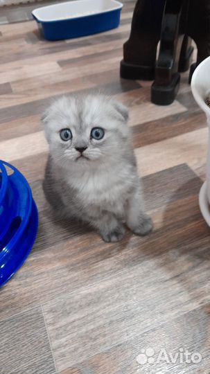 Шотландская вислоухая