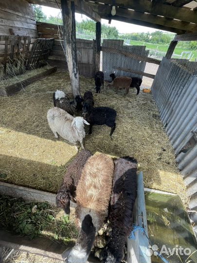 Курдючные бараны овцы