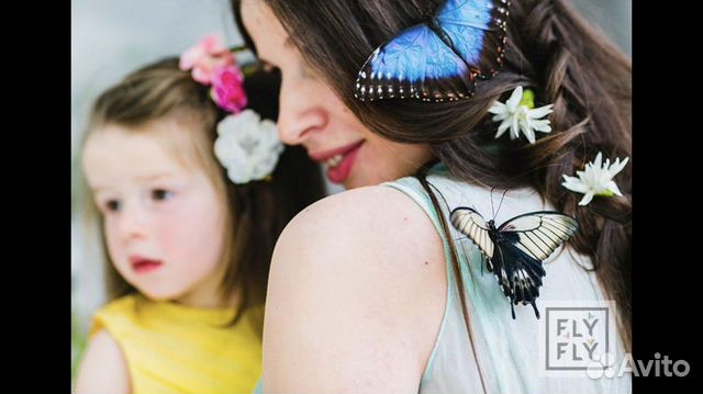 В подарок, живые тропические бабочки и бабочкарии