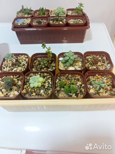 Кактусы и суккуленты