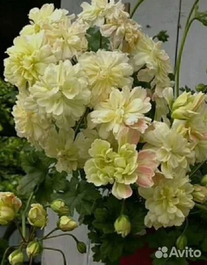 Пеларгония герань