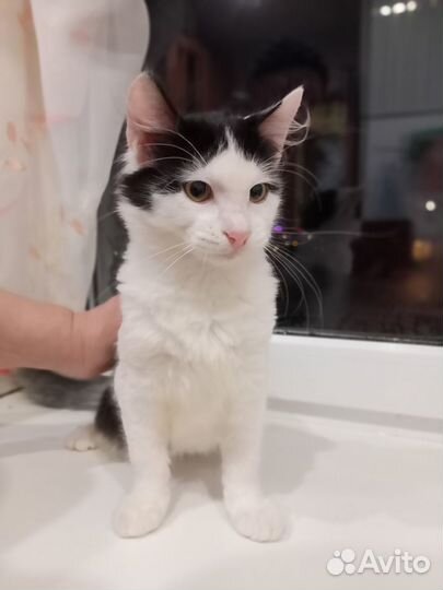 Котята ищут дом