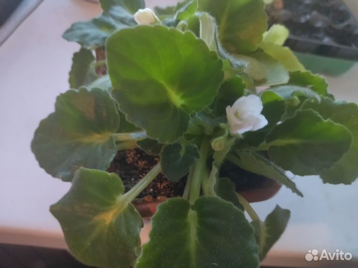 Продам цветы комнатные
