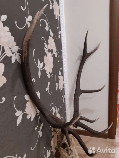 Рога благородного оленя
