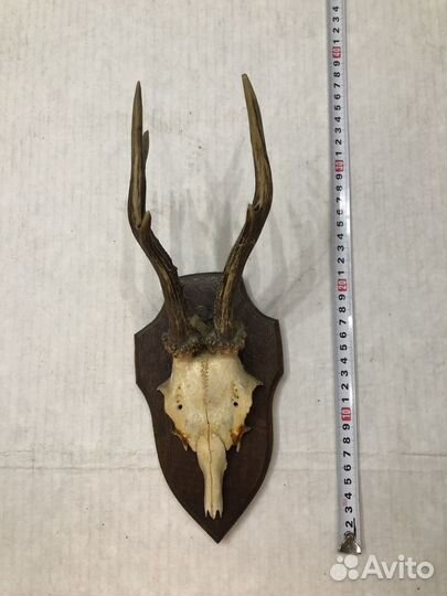 Рога на деревянном медальоне