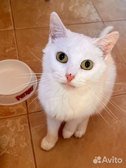 Спасите из заточения кошечку Моану. Лесной приют