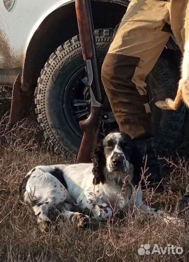 Русский спаниель вязка
