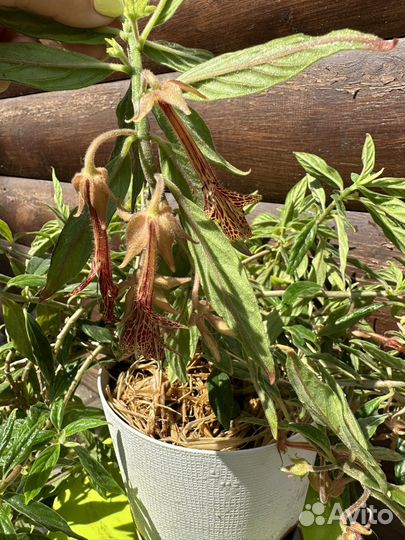 Колумния тигрина