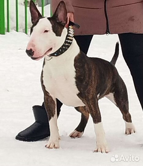 Стандартный бультерьер вязка