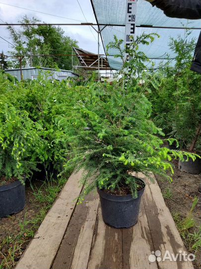 Тсуга канадская 80-100 см