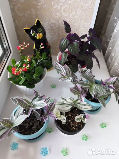 Растюшки разные