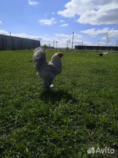 Петух брама изабелла