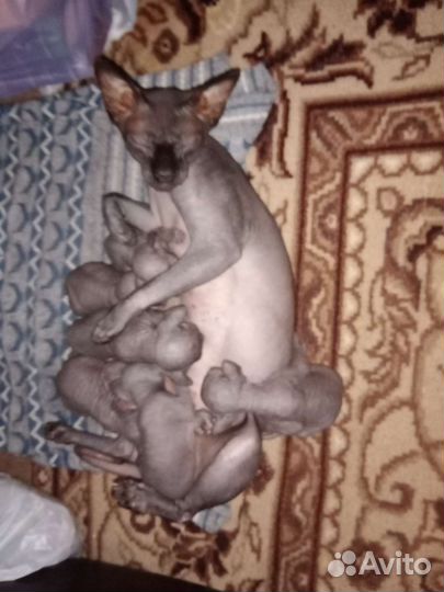 Канадский сфинкс