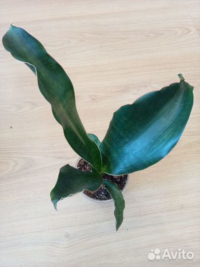 Сансевиерия сортовая