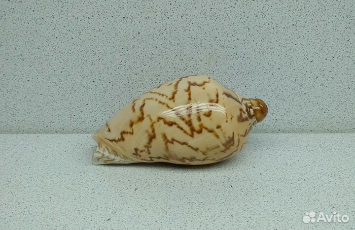 Валюта Нобилис 8,8 морская ракушка раковина