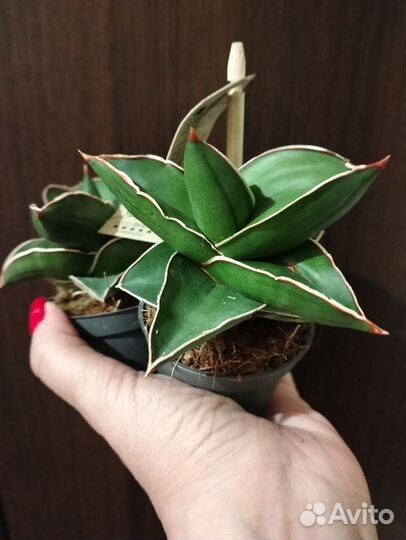 Сансевиерия samurai