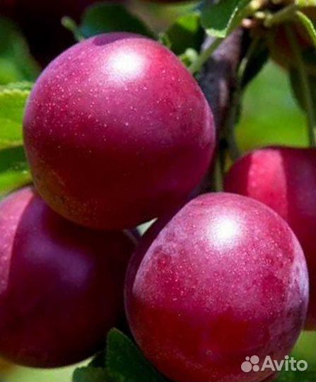 Гибрид вишня со сливой