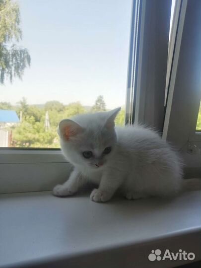 Котёнок бесплатно